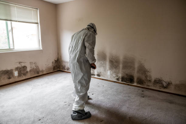 Why You Should Choose Our Mold Remediation Services in Barling, AR